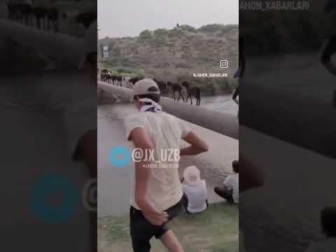 qoyla mashiq qilyapti tekis yurishga
