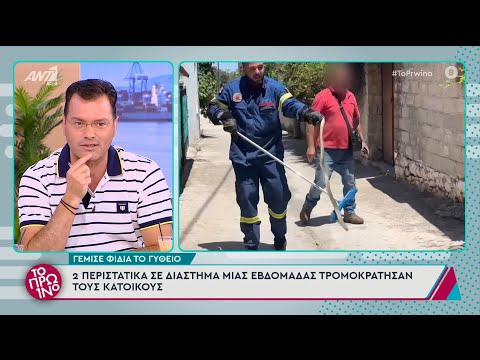 Γέμισε φίδια το Γύθειο: 2 περιστατικά σε διάστημα μιας εβδομάδας – Το Πρωινό – 24/06/2025