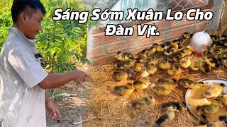 Sáng Sớm Xuân Lo Cho Đàn Vịt Cái Nghề Xuân Yêu Thích Thảo Thì Nấu Ăn.#xuânthảo .#U30 