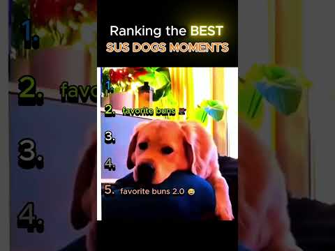 Ranking the BEST SUS DOGS MOMENTS