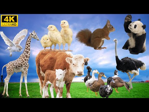 Cute Animal Sounds: Giraffe, Chicken, Sheep Cat, Cow, Fox, Duck, Ostrich, Panda - Animal Sounds