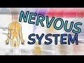 Exploring the Nervous System: Central vs Peripheral and Somatic vs Autonomic