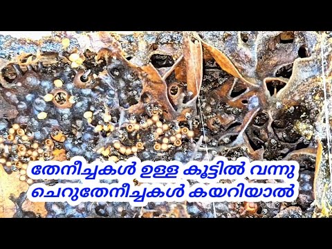 തേനീച്ചകൾ ഉള്ള കൂട്ടിൽ വന്നു ചെറുതേനീച്ചകൾ കയറിയാൽ || Beekeeping || തേനീച്ച വളർത്തൽ