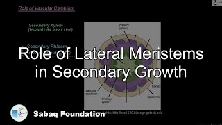 Role of Lateral Meristems in Secondary Growth
