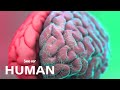 Neuroscience Concepts and Brain Functions