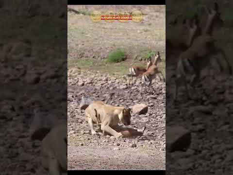 #حيوانات #reels #نمر #غزالی #غزال #animals #reels #اكسبلور #trend #ترند