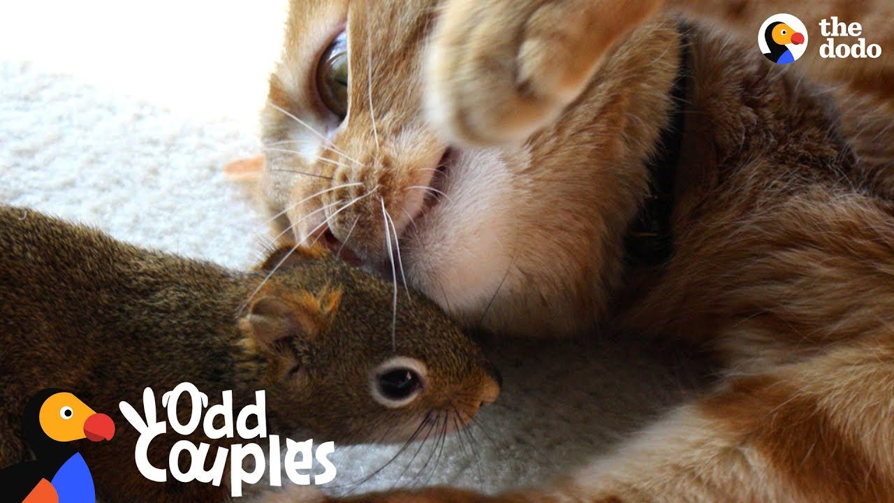 Cat Is SO Gentle With His Squirrel Brother Odd Couples