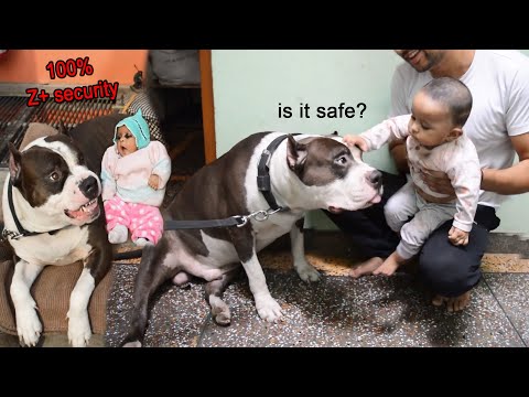 Dangerous Pitbull Protect little baby 😱 | Mafia The Pitbull