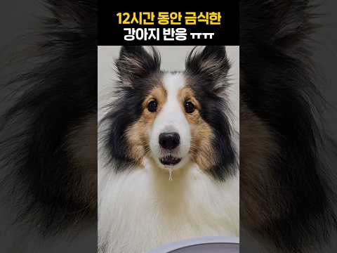 12시간 금식한 강아지 반응 ㅋㅋㅋㅋ