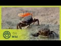 Estuarine Creatures and Adaptations