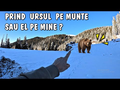 Am pornit după Urși pe munte dar cu Petarde 🧨 ca să mă apăr.. 🐻 ce urmează  în continuare?