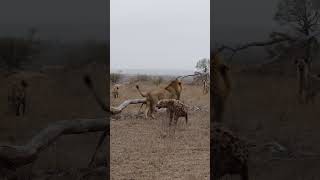Hyena Survives Brutal Lion Attack!