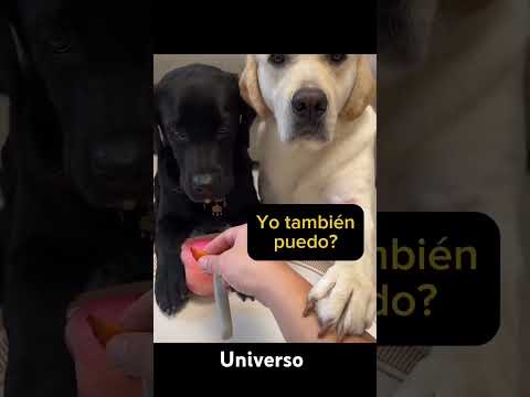 Aprendiendo Trucos con El Firulais 🐕🐕🐕🤣🤣 #humor #alquecreetodoleesposible