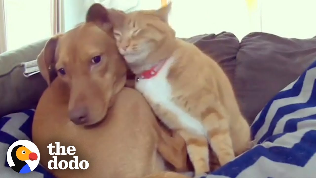 Hidden Camera Catches Cat Comforting Anxious Dog While Family's Away Odd Couples