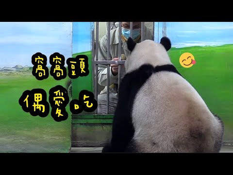 圓寶視線緊盯窩窩頭，圓寶說：偶愛吃窩窩頭|熊貓貓熊The Giant Panda Yuan Yuan and Yuan Bao|台北市立動物園