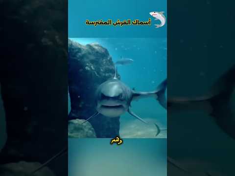 اعصار دمر كل حاجة وسحب الولد وسط مجموعة من القروش