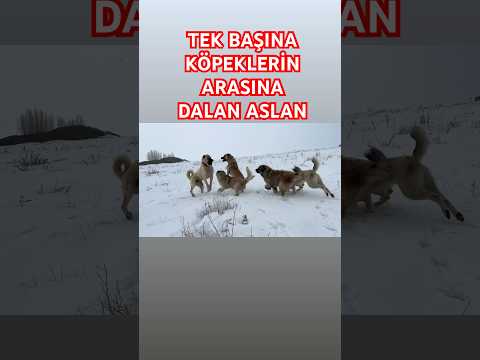 #Beraz #anadoluaslanı #safkangal #kangal #kurtlar #köydeyaşam #köpekler #sürüköpekler