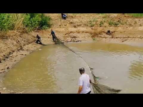 Amazing best trap net fishing, Natural Net fishing Pond village fishing, a lot fish videos