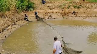 Amazing best trap net fishing, Natural Net fishing Pond village fishing, a lot fish videos