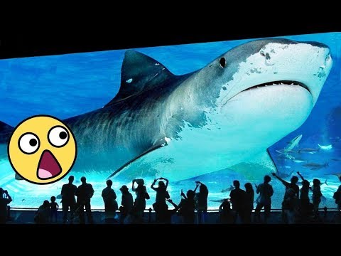 7 ANIMAIS GIGANTES que você agradecerá por estarem EXTINTOS