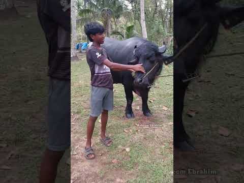 10 ക്ലാസ് വിദ്യാർഥിയുടെ പോത്ത് വളർത്തൽ .800kg ഭീമൻ പോത്ത്#poth #buffalo