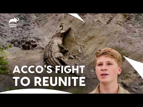 Reunite Mission for Biggest Saltwater Crocodile at Zoo | Crikey! It's The Irwins | Animal Planet