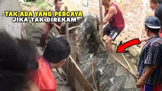 HEBOH!! PENAMPAKAN ULAR SEBESAR BATANG POHON BERHASIL TEREKAM DI SULAWESI, KOMPILASI ULAR MENGERIKAN