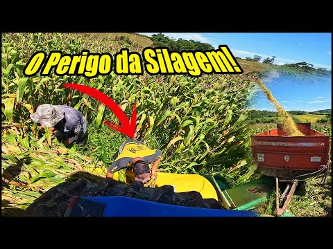 A PARTE MAIS PERIGOSA DA SILAGEM! MOENDO OS MONTES DE MILHO!