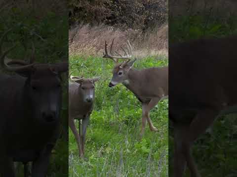 Have you been running a decoy this year?