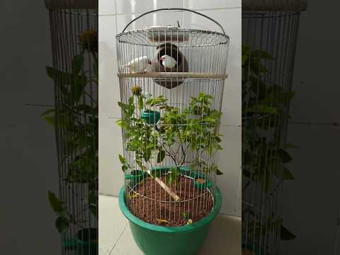 Aviary burung banyak diminati #shorts #unik