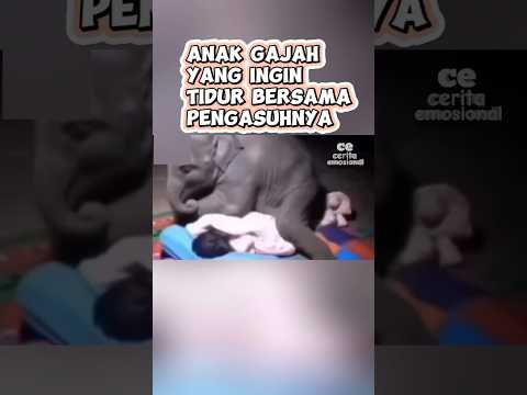 anak gajah ini ingin tidur bersama pengasuhnya.#momen#haru#emosional.