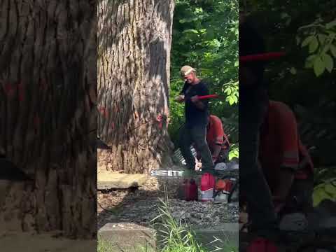 Lumberjack’s Epic Fail Caught on Camera! #short