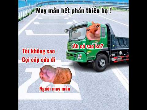 Thật may mắn #meme #cat #pets