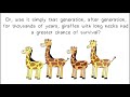 Natural Selection and Adaptations