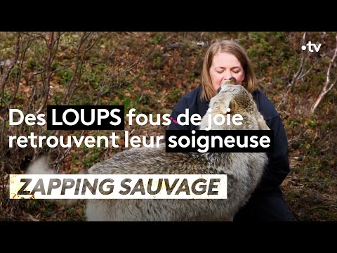 Des loups fous de joie retrouvent leur soigneuse - ZAPPING SAUVAGE