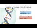 Homologous Recombination and DNA Repair
