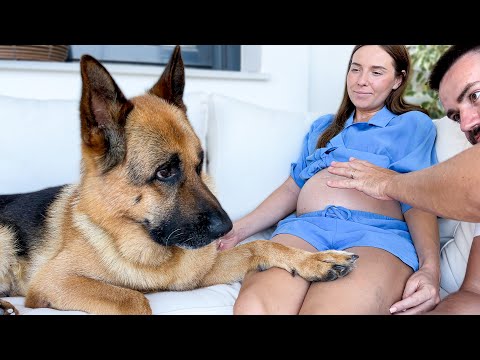 My German Shepherd Dog Protecting Pregnant Woman