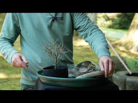 Repotting a Fuji cherry bonsai (Prunus incisa)