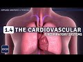 Respiratory and Cardiovascular Systems
