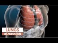 Exploring the Anatomy and Function of the Lungs