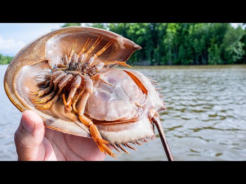 カブトガニ食ったら全然カニの味じゃなかった