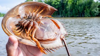 カブトガニ食ったら全然カニの味じゃなかった
