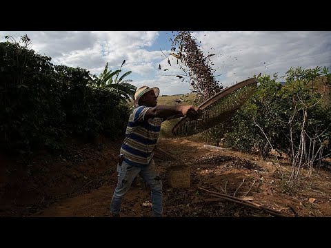 YouTube video thumbnail: Trump's Tariffs Threat Leaves Brazilian Coffee Producers in the Dark