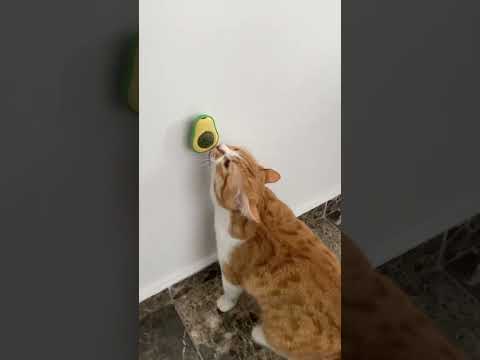 Kedi çimi deniyoruz 😍