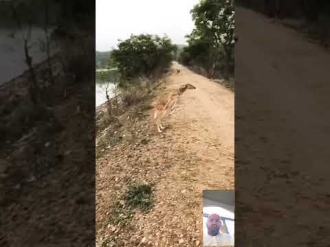#Quran tilawat #animalshorts #beautiful video #lion #allah #nature  #shortvideo #video for you