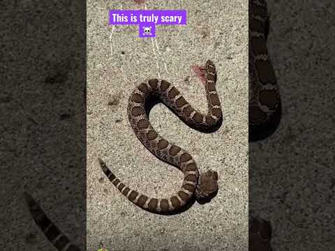 A headless Rattlesnake bites itself ☠️