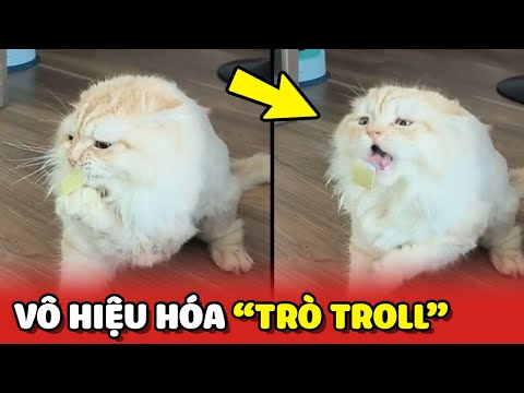 Em Mèo thông minh vô hiệu hóa trò troll của con Sen 😂