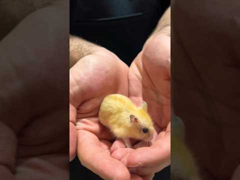 Seguitemi su ig andrea_pappa🐹 #criceto #hamsters #cricetorusso #animalidiyoutube #animals #roditore