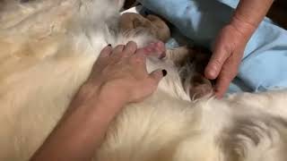 Adeline is delivering - Mother dog giving birth to puppies!!! live.. Dog giving birth...