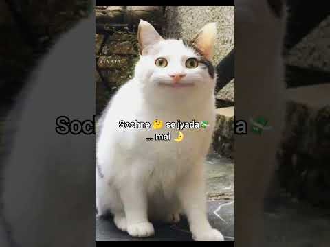 ẞe cringe 🌼 , ẞe free 🌹🧚✨ #funny #meme #foryou #fypシ゚viral #cat #explore #edit @stvryy_87